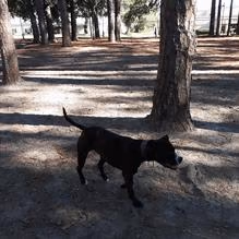 Herty Pines Dog Park photo 1